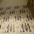 Nemo Pest Fish & Chips & Salad Bar - Október 6. utca Budapest - Belső