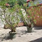 Noresa Étterem Szálka - Egyéb