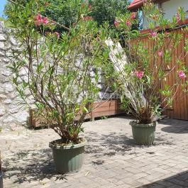 Noresa Étterem, Szálka - Egyéb