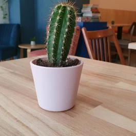 Norma Coffee, Nagykanizsa - Egyéb