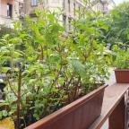 Okiko Sushi & Thai Bar Budapest - Egyéb