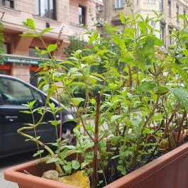 Okiko Sushi & Thai Bar, Budapest - Egyéb