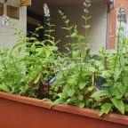 Okiko Sushi & Thai Bar Budapest - Egyéb