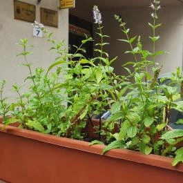 Okiko Sushi & Thai Bar, Budapest - Egyéb