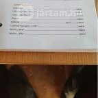 Optimus Étterem Szekszárd - Egyéb