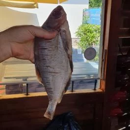 Oszi Bácsi Keszegsütödéje Szigliget - Egyéb