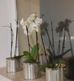 Pacsi Pizzéria & Kulturális Központ