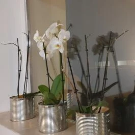 Pacsi Pizzéria & Kulturális Központ, Budapest - Egyéb