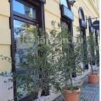 Panificio il Basilico Debrecen Debrecen - Egyéb