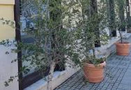 Panificio il Basilico Debrecen Debrecen