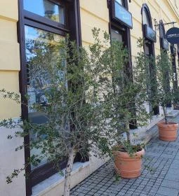 Panificio il Basilico Debrecen