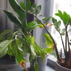 Parlé Budapest - Egyéb