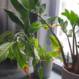 Parlé, Budapest - Egyéb