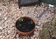 Patkó Kocsma Kapuvár