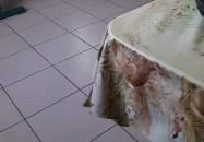 Patkó Presszó Isztimér