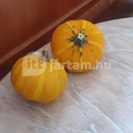 Péksarok, Kistelek - Egyéb