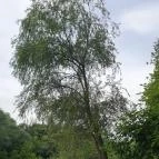 Perem Bár Budapest - Egyéb