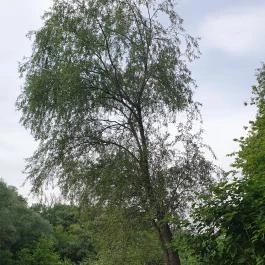 Perem Bár Budapest - Egyéb