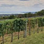 Petrányi Pince & Borterasz Csopak - Külső kép