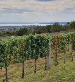 Petrányi Pince & Borterasz