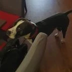 Pikk Dáma Söröző Budapest - Egyéb