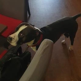 Pikk Dáma Söröző, Budapest - Egyéb