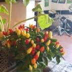 Piknik Manufaktúra Nagymaros - Egyéb