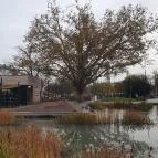 Pizza Forte Debrecen - Egyéb