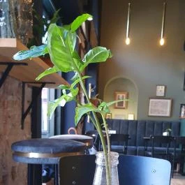 Rajkai Espresso, Budapest - Egyéb