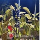 Rednekk BBQ & Bar Debrecen - Egyéb