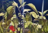 Rednekk BBQ & Bar Debrecen