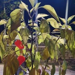 Rednekk BBQ & Bar, Debrecen - Egyéb