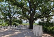 Tölgyes Kúria - Riza Badacsonytomaj