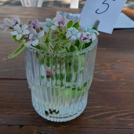 Tölgyes Kúria - Riza Badacsonytomaj - Egyéb