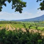 Tölgyes Kúria - Riza Badacsonytomaj - Egyéb