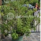 Rókusfalvy Fogadó étterme Etyek - Egyéb