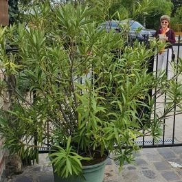 Rókusfalvy Fogadó étterme Etyek - Egyéb