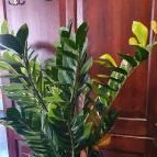 Rosetta Étterem Székesfehérvár - Egyéb