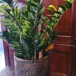 Rosetta Étterem, Székesfehérvár - Egyéb