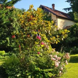 Rotburger Látványsörfőzde, Söröző & Sörkert Pilisvörösvár - Egyéb