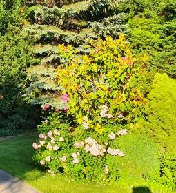 Rotburger Látványsörfőzde, Söröző & Sörkert