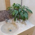 Schieszl Vendéglő és Borház Budakalász - Egyéb