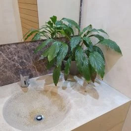 Schieszl Vendéglő és Borház, Budakalász - Egyéb