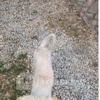 SellyeiBor Nemesgulács - Egyéb