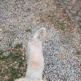 SellyeiBor Nemesgulács - Egyéb