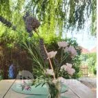 SellyeiBor Nemesgulács - Egyéb