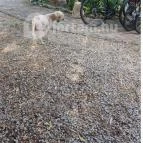 SellyeiBor Nemesgulács - Egyéb