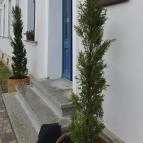 SkizoBor - Sike Balazs Pinceje - Nefelejcs Badacsonytördemic - Egyéb