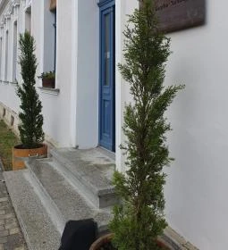 SkizoBor - Sike Balazs Pinceje - Nefelejcs