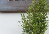 SkizoBor - Sike Balazs Pinceje - Nefelejcs Badacsonytördemic